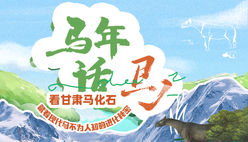 馬年話馬|看甘肅馬化石 藏著現代馬不為人知的進化秘密
