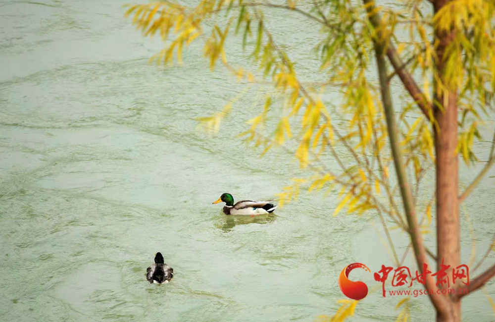 隴原春動(dòng)·隴拍客丨永靖春日 萬(wàn)物有聲