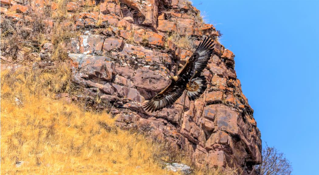祁連山肅南段成野生動(dòng)物樂園