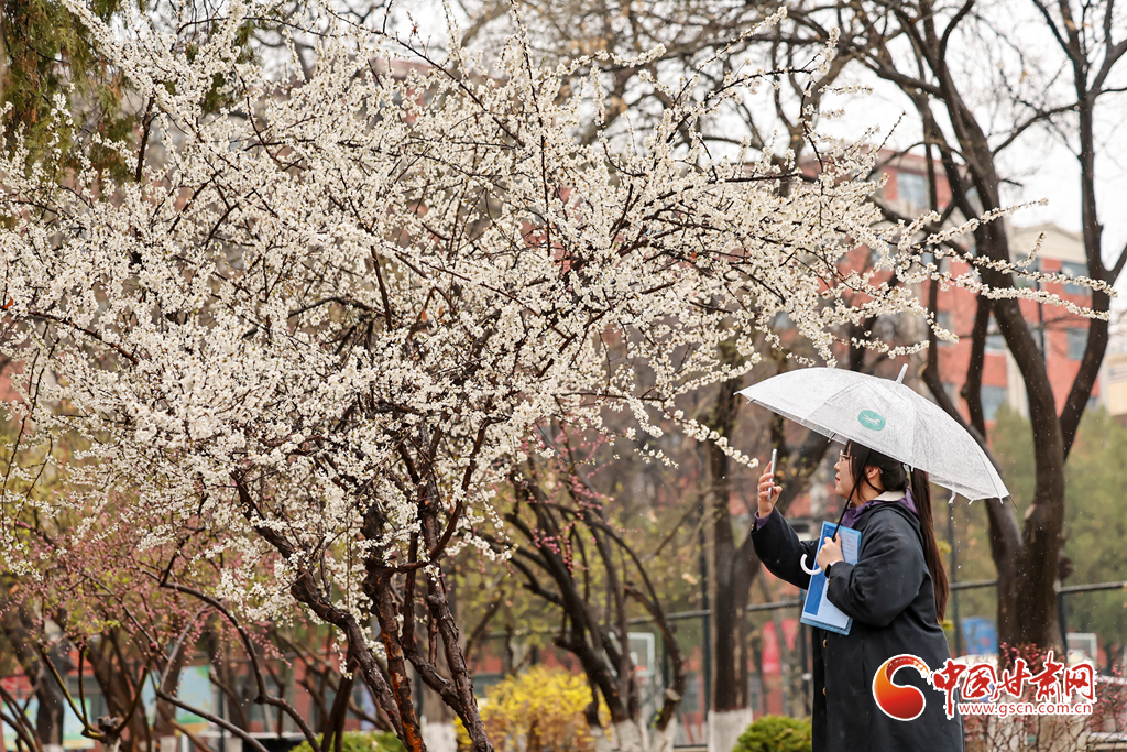 春動(dòng)隴原·隴拍客丨蘭州：細(xì)雨綿綿 大學(xué)校園春意濃