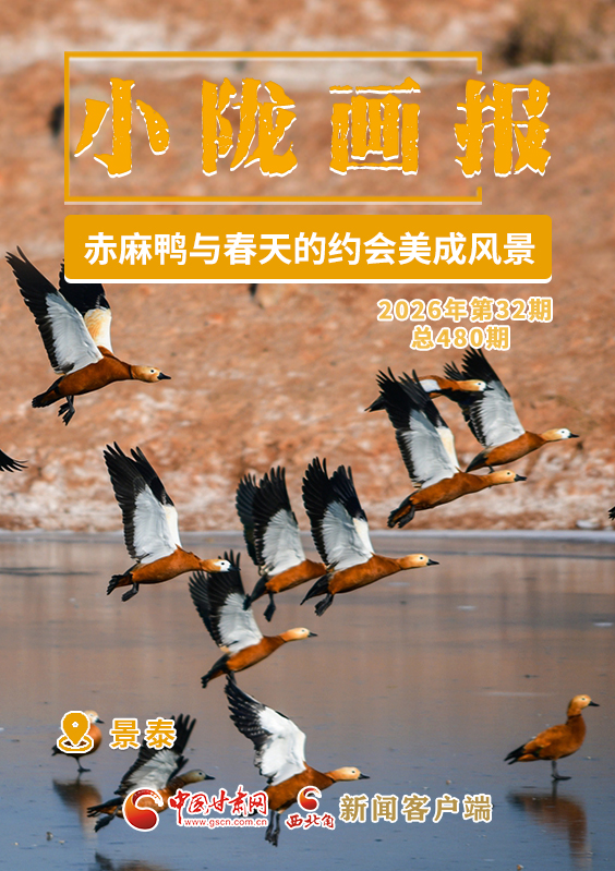 【小隴畫報(bào)·480期】景泰：赤麻鴨與春天的約會美成風(fēng)景